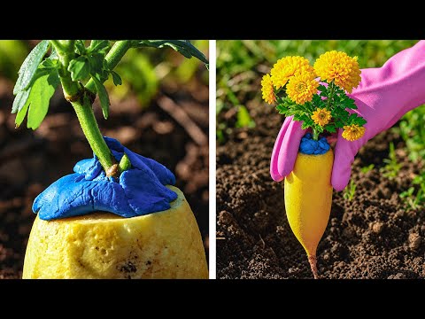 How to Caring and Grow Plants at Home