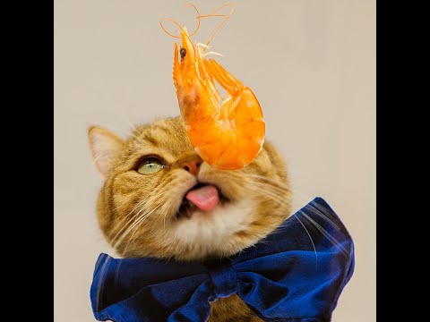 Cat Reviews Expensive Food 😺| Taste Test #shorts