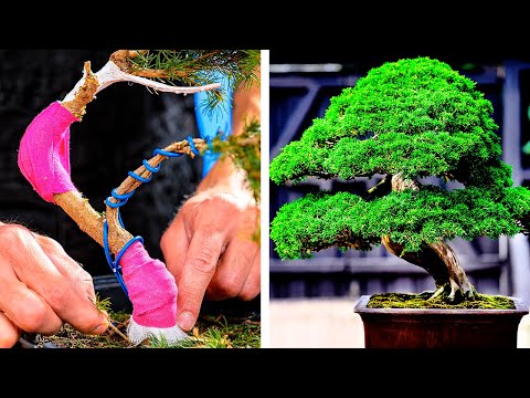 How to Turn Any Plant into a Healthy Bonsai!🌳 | Cool plant growing hacks