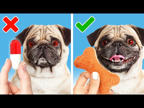 Genius Gadgets and hacks for Pet owners