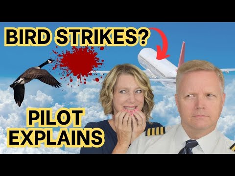 Airline Pilot Explains Bird Strikes and Other Travel Questions (Part 4)