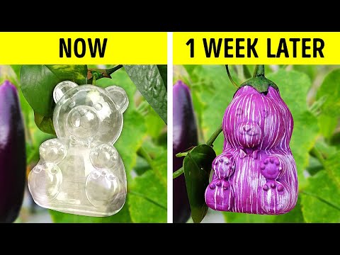 Amazing Garden hacks to make Blossom Green Paradise