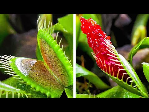 Plant Growing hacks to make your Own Garden like a Paradise