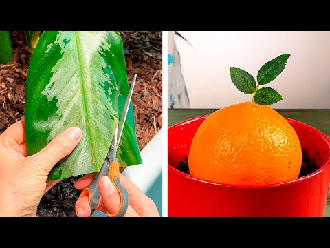 Brilliant plant growing tricks and hacks