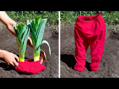 Transform your Backyard with these Awesome Garden hacks