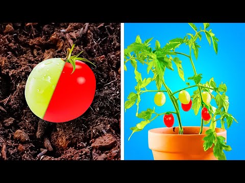 Cheap Plant tools and hacks to Grow Amazing Green garden