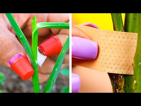 How To Grow Your Exclusive Garden With These Hacks
