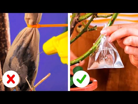 Clever hacks to to take care of your plants so they grow