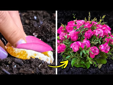Grow your own Garden Quickly! Smart Plant hacks