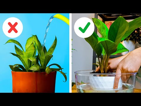 Useful plant hacks you can easily repeat!