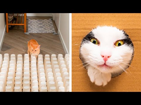 Best Diys and Hacks for Pet Owners