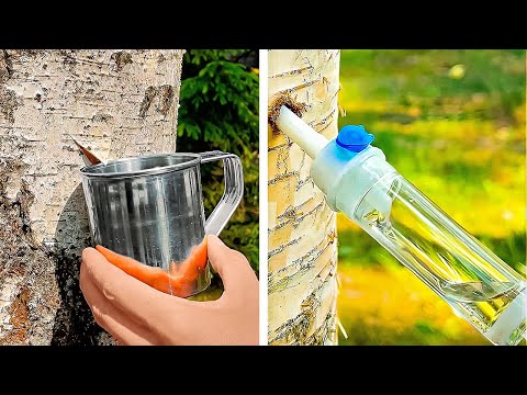 How to Survive in the Wild? Smart tips for camping