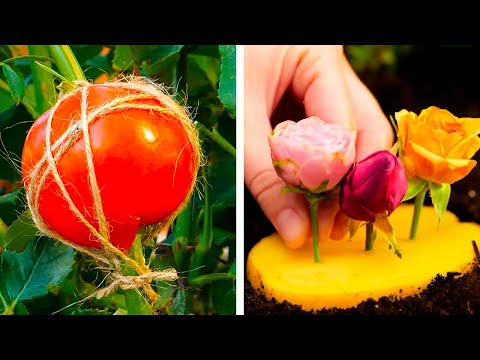 Gardening hacks every plant lover should know!