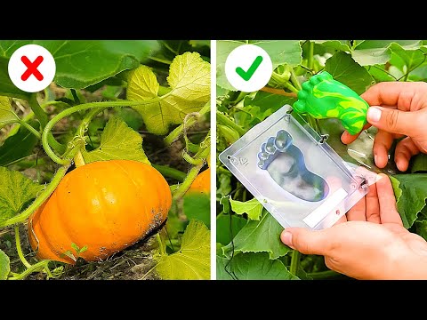 How to grow a rich Harvest? Simple garden ideas