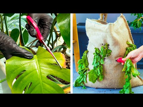 Smart Plant Hacks To Improve Your Gardening Skill