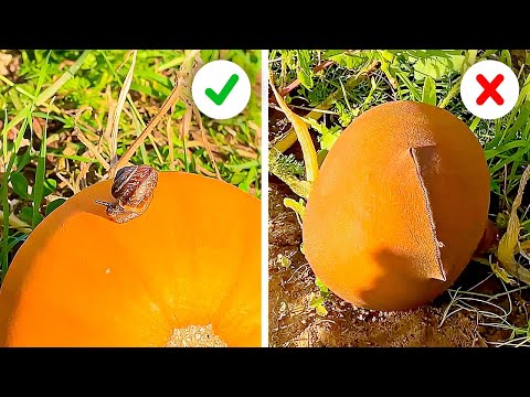 Important Garden Secrets to improve your Yard