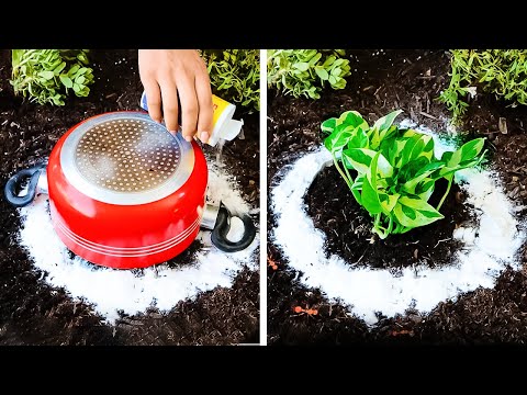 Hack your Garden with these amazing tips!