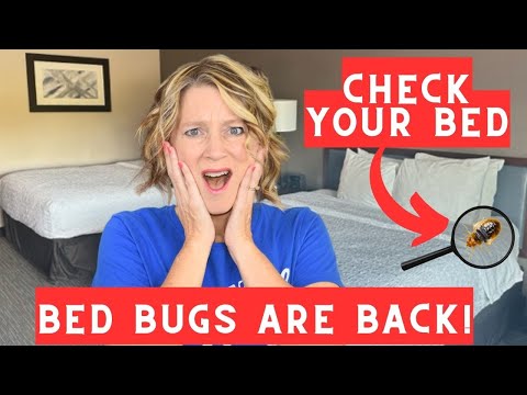 How to Check Your Hotel Room for Bed Bugs (4 Must Know Tips)