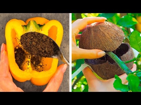 Plant Growing Tips You Need to Try
