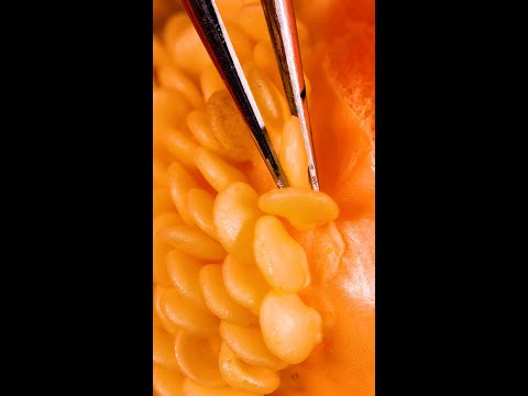 You Won't Believe How It Looks In Macro!🔬 #shorts