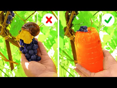 Fresh ideas to grow your Garden