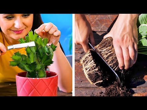 Smart Gardening Hacks And Tips To Grow Plants