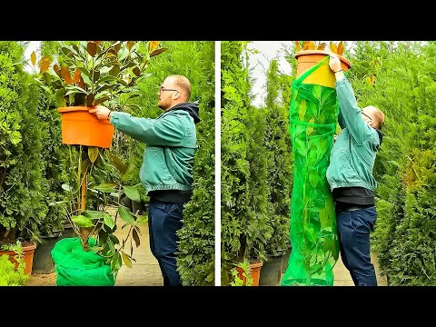 Effective hacks for your Backyard and garden