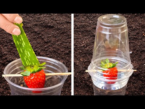 Smart Garden tricks to Grow a Big harvest