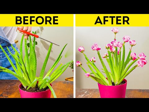 Sweet ideas to make your home the Best with Planting