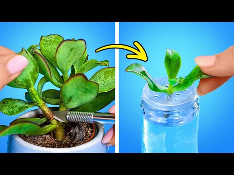 Home Flower planting with no adjacent. Smart hacks for mini garden