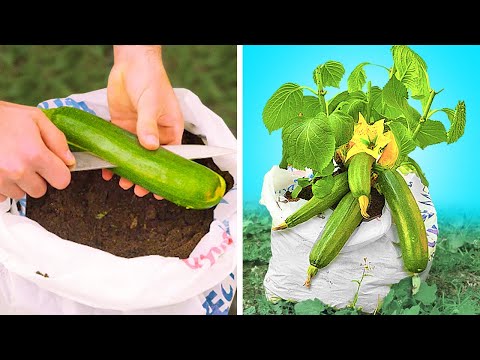 Grow fruit and Vegetables in your own Garden