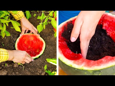 Smart Gardening Hacks to Liven Up Your Plants