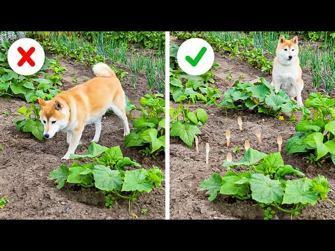 Cheap and Effective Plant hacks and Gadgets for your lovely Garden