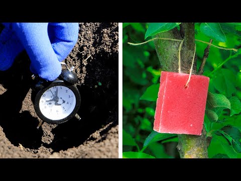Gardening Hacks for Healthy and Happy Plants