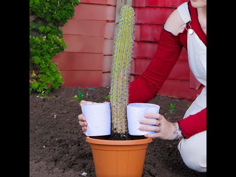Maximize Your Garden's Beauty and Growth 🌿✨ #shorts
