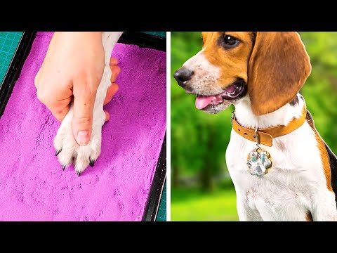 Cool Pet crafts from scratch. Make your fluffies happy!