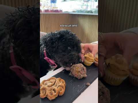 afternoon tea for dogs?! 😍 #londontravel #londoncafe #afternoontea