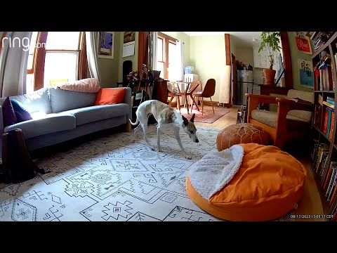 Ring Indoor Cam 2nd Gen | Sample Recordings