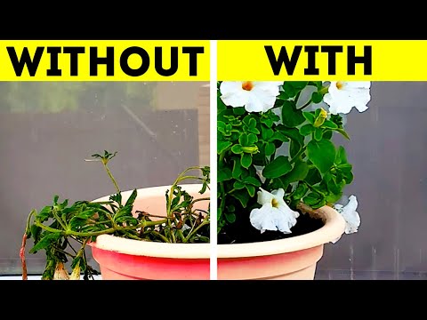 Clever gardening hacks for plant lovers 🍀