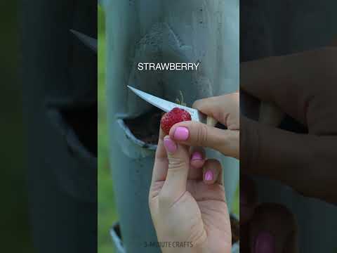 Tower Garden technology for growing strawberries 🍓🍓🍓 #shorts