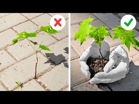 Cool Plant hacks only Profi know