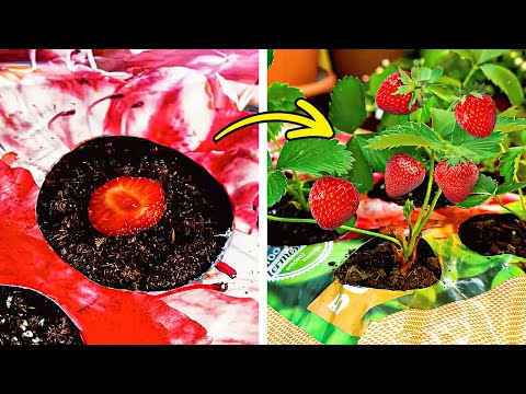 How to Grow Strawberry? Cool Planting hacks for Garden lovers