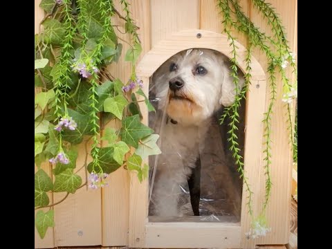 House for a dog made by the master! 😻 #shorts