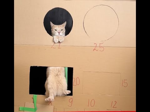 How smart is my cat? Geometry test 📐 #shorts