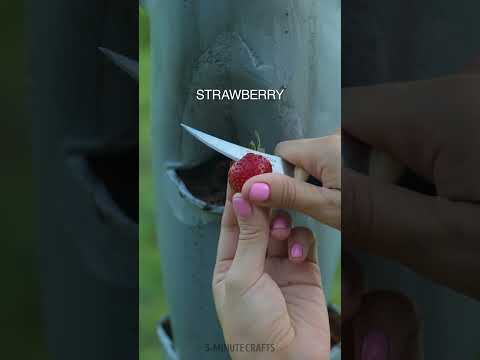 Tower Garden technology for growing strawberries 🍓🍓🍓 #shorts