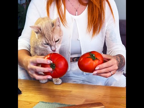 Delicious breakfast with my furry chef😻 #shorts