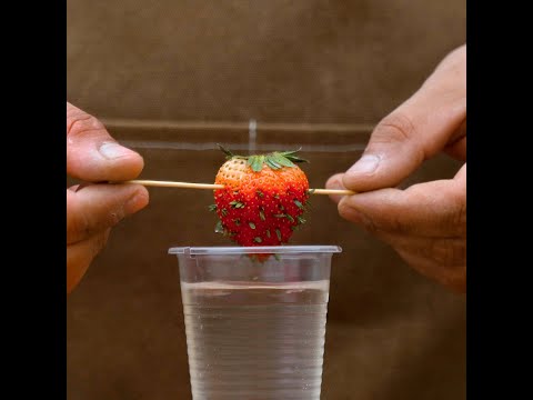 We're rooting for these clever strawberry growing hacks! Gardening Tips For Plant Lovers 🍓 #shorts