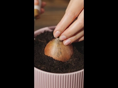 How Grow Your Own Pineapple Tree Indoors 🍍🧑‍🌾