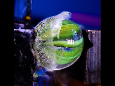 You've Never Seen It So Close. 🔍