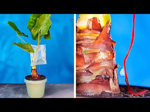 Easy Growing Plant tips for your Mini Home Garden and Big Harvest